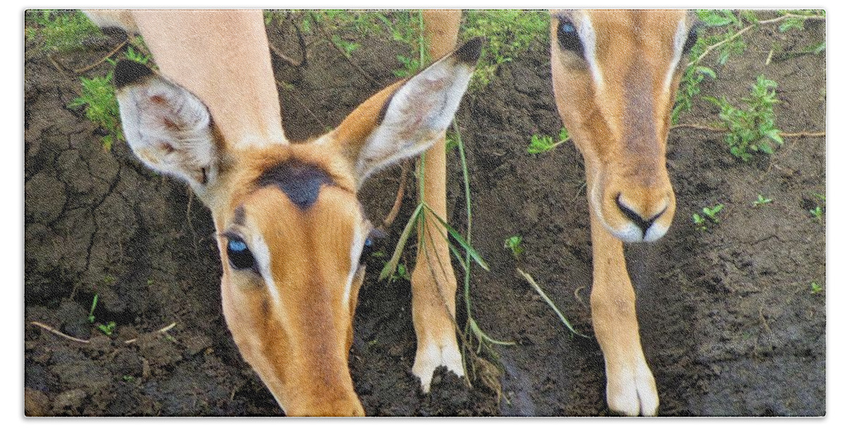 Wildlife Hand Towel featuring the photograph Two Impala by Vijay Sharon Govender