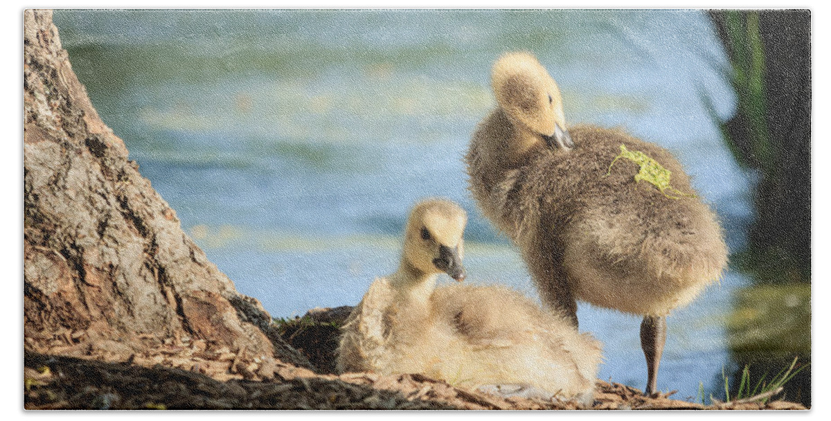 Goose Bath Towel featuring the photograph Two little goslings by Joni Eskridge