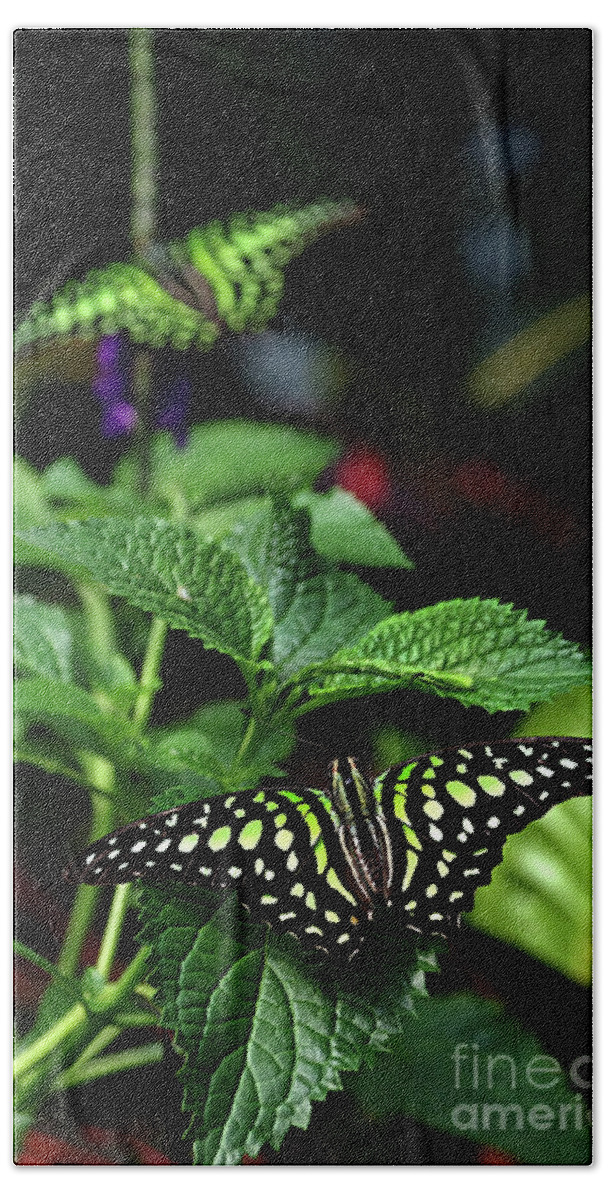 Animal Bath Towel featuring the photograph Two Tailed Jay Butterflies- Graphium agamemnon by Rick Bures