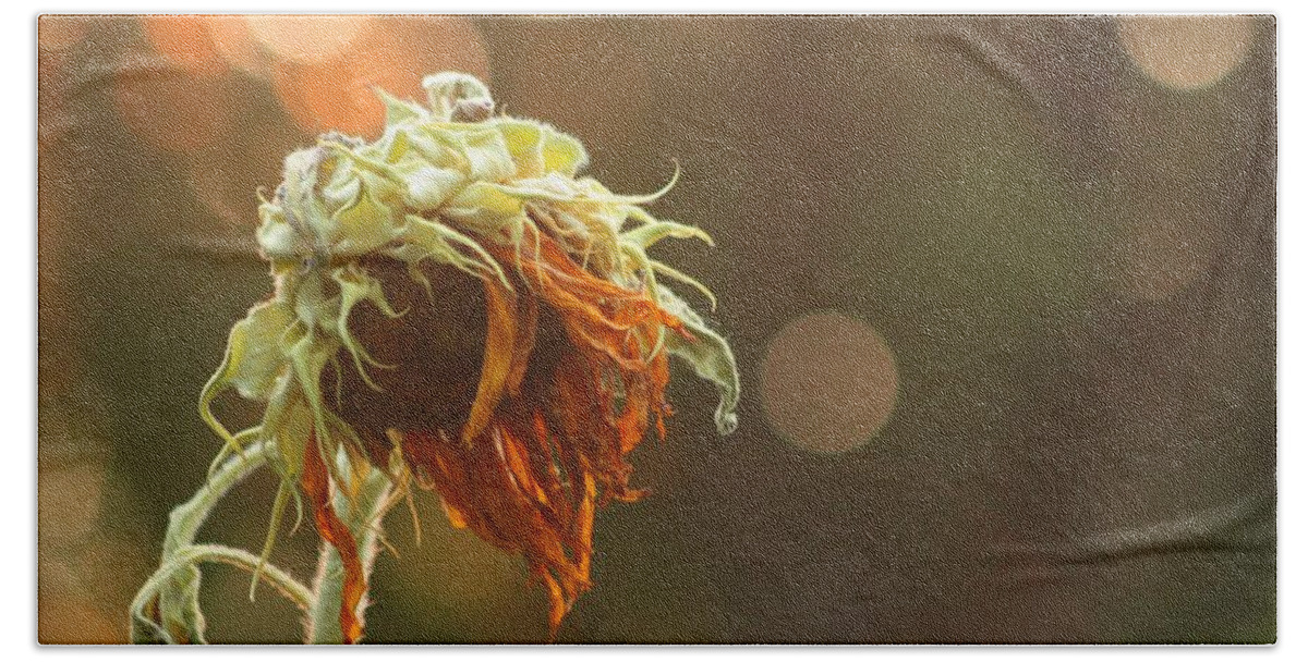 Old Sunflower Bath Sheet featuring the photograph Two Toned Old Flower by Gothicrow Images