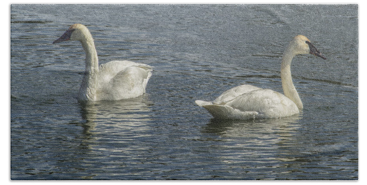 Trumpeter Swan Bath Towel featuring the photograph Two Trumpeter Swans at Oxbow Bend by Belinda Greb