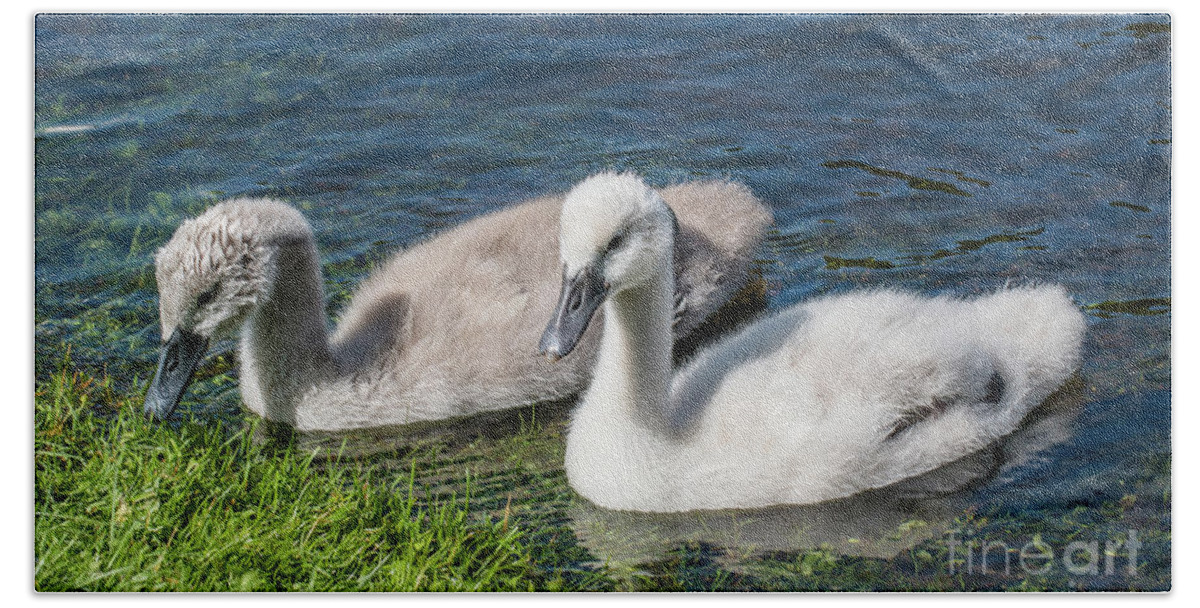 Cygnus Olor Bath Towel featuring the photograph Two young cygnets of mute swan swimming in a lake by Amanda Mohler