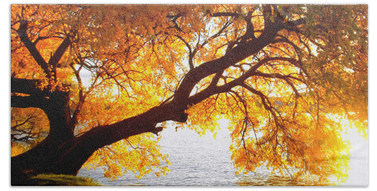 Autumn Hand Towel featuring the photograph Under the Yellow Tree by Viviana Nadowski