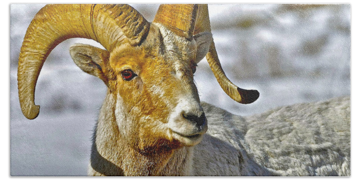 Bighorn Sheep Hand Towel featuring the photograph Up Close But Not Personal by Don Mercer