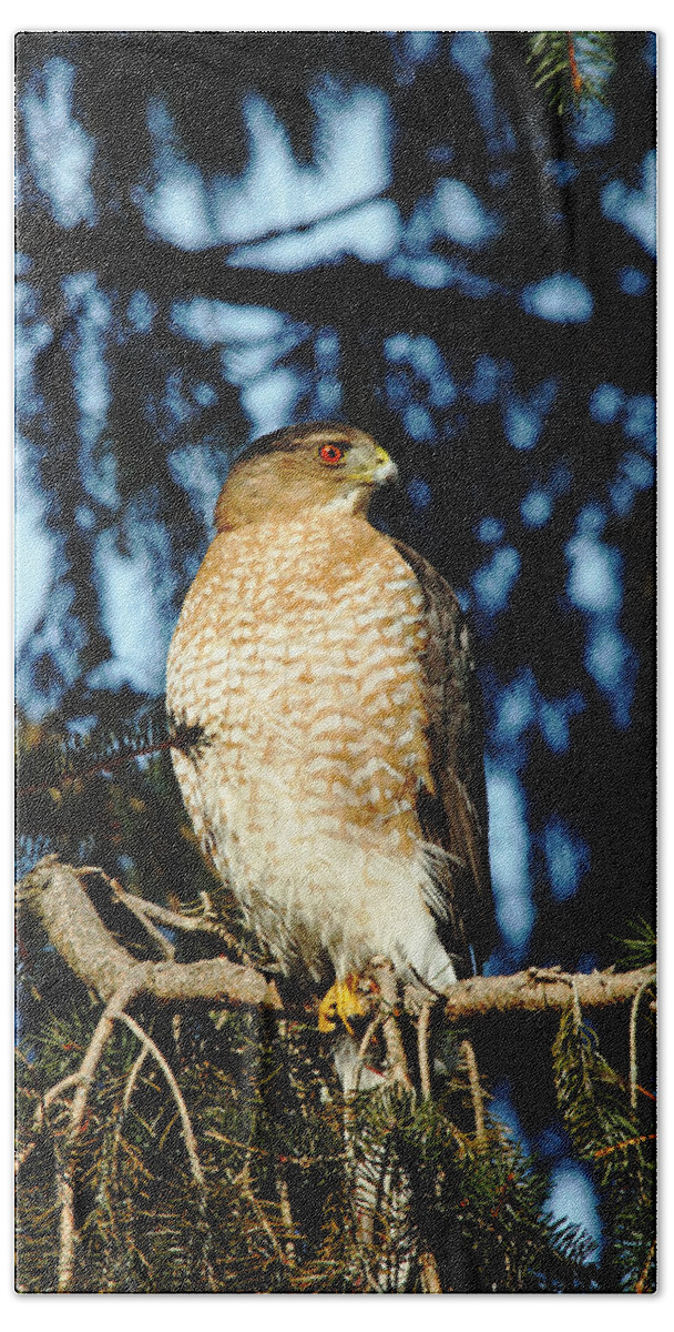 Hawk Bath Towel featuring the photograph Urban Predator by Debbie Oppermann