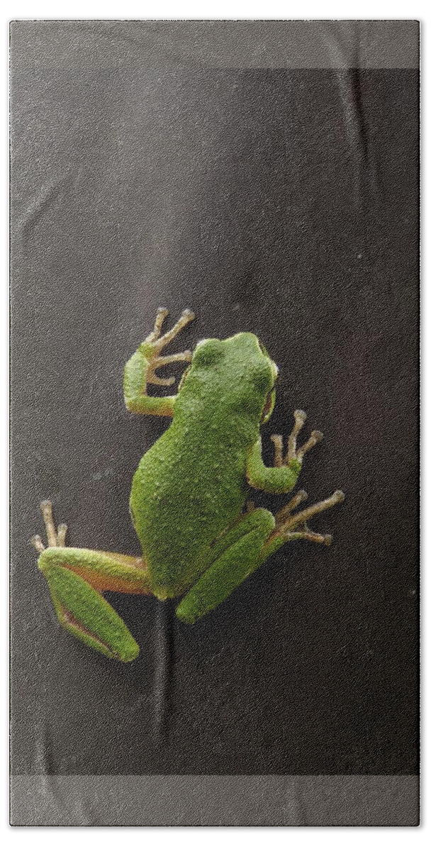 Pacific Chorus Frog Bath Towel featuring the photograph Velcro Feet by I'ina Van Lawick