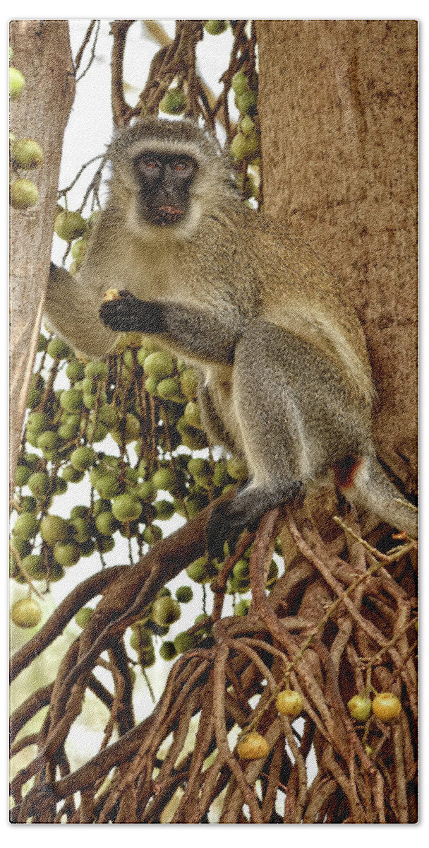 Africa Bath Towel featuring the photograph Vervet Monkey by Mitchell R Grosky