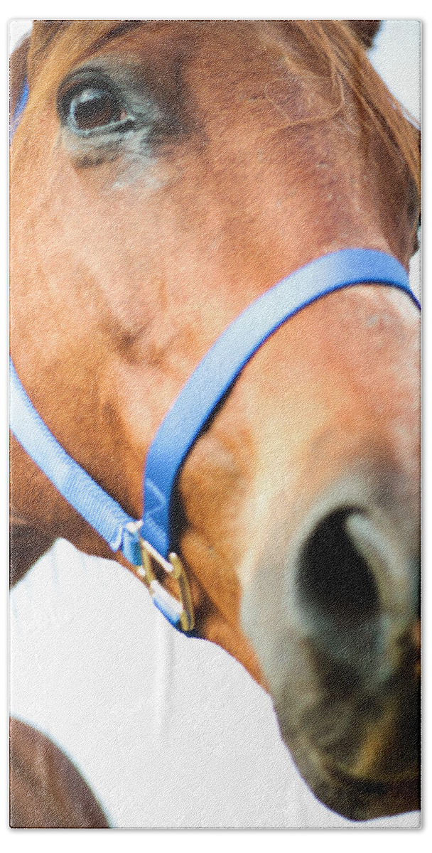Kelly Hazel Bath Towel featuring the photograph Very Close Up Photograph of a Horse by Kelly Hazel