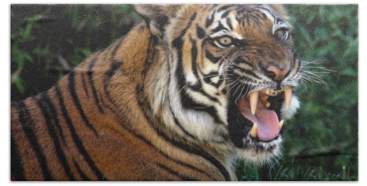 Tigers Hand Towel featuring the photograph Very Cranky Today by Elaine Malott