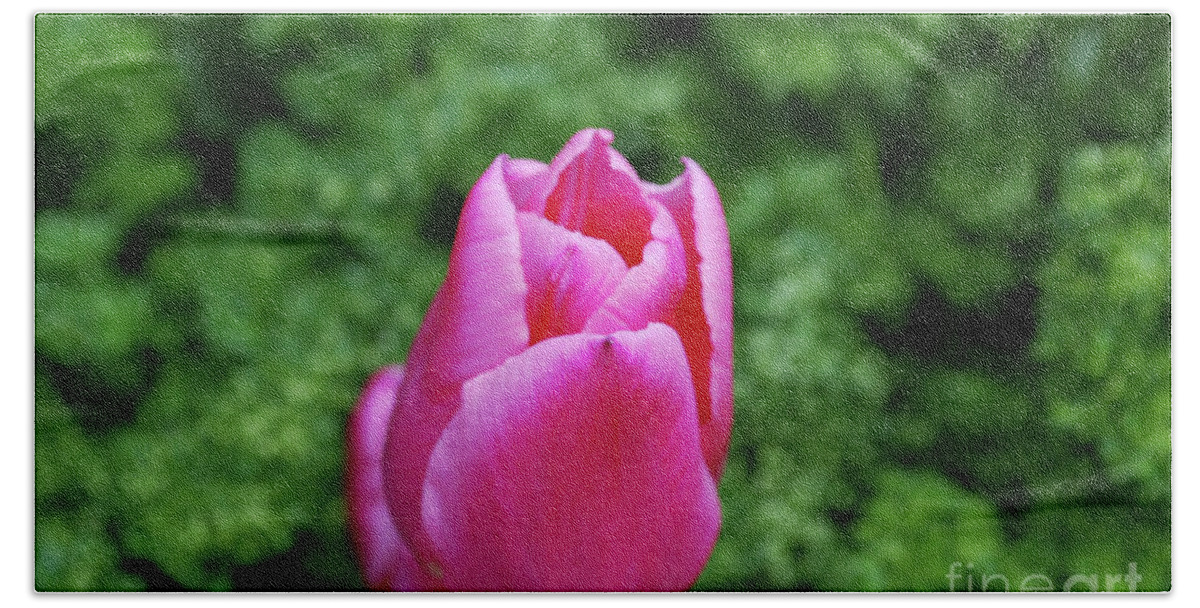 Tulip Bath Towel featuring the photograph Very Pretty Garden with a Dark Pink Tulip by DejaVu Designs