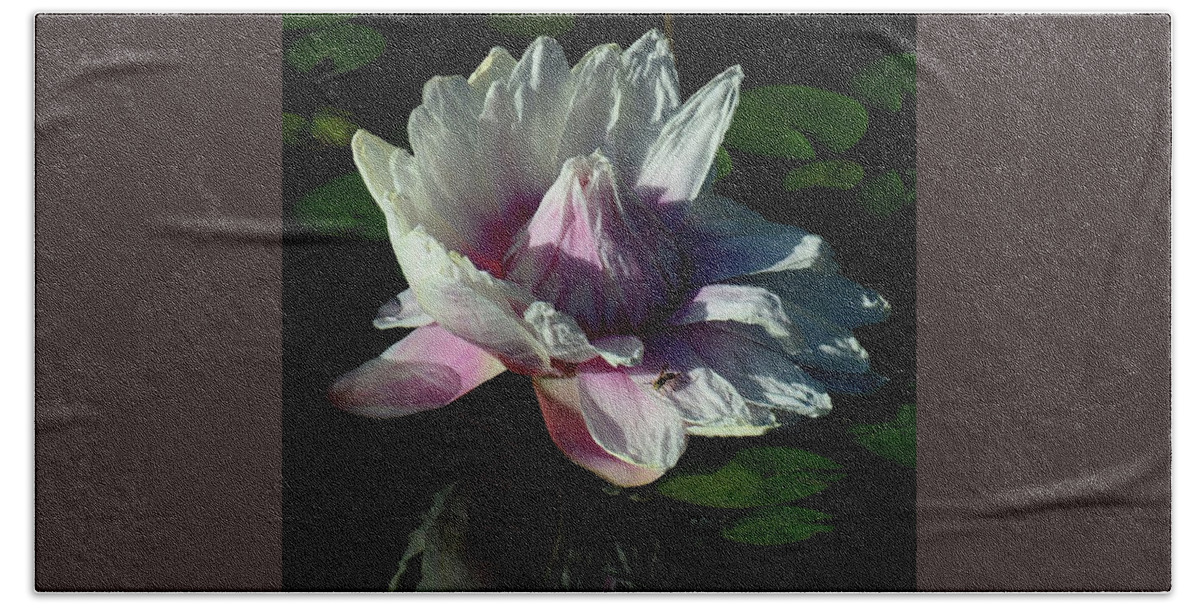 Giant Water Lily Bath Towel featuring the photograph Victoria Amazonica by Cindy Manero