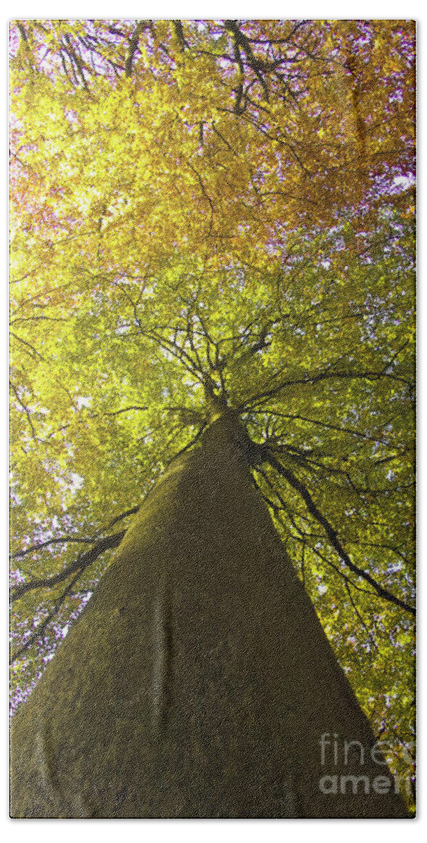 Trees Bath Towel featuring the photograph View to the top of beech tree by Heiko Koehrer-Wagner