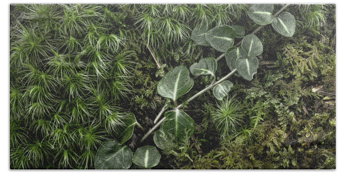 Moss Bath Towel featuring the photograph Vine And Moss by Mike Eingle