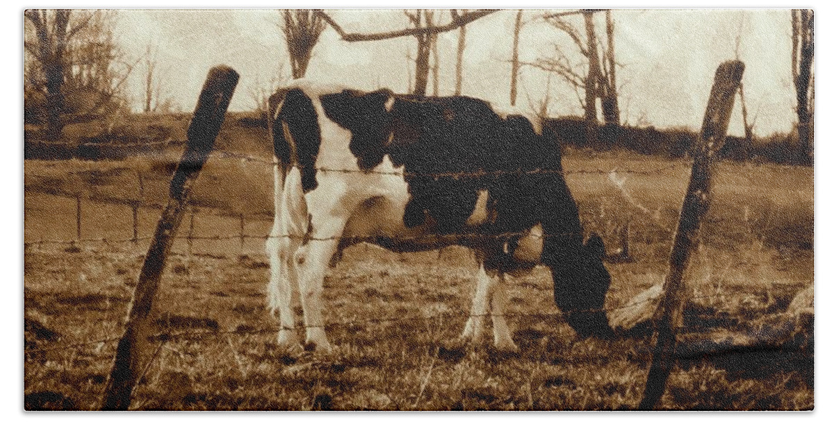 Cow Hand Towel featuring the photograph Vintage Cow grazing - Black and White Cow Sepia Brown effect by Janine Riley