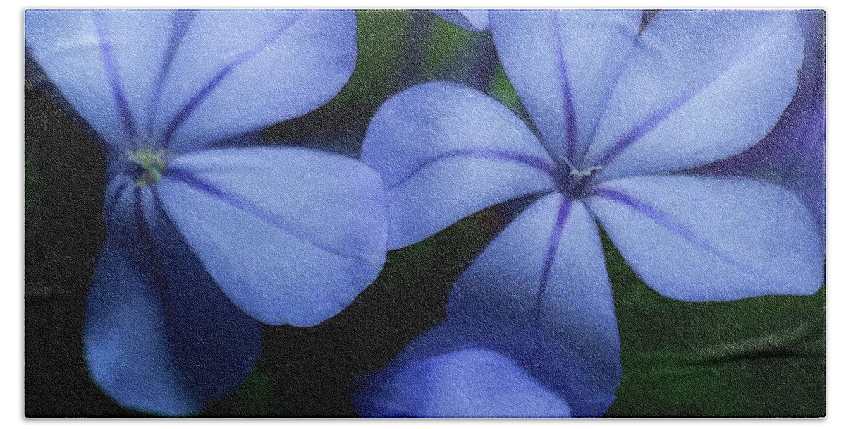 Flower Hand Towel featuring the photograph Violets by Frank Lee