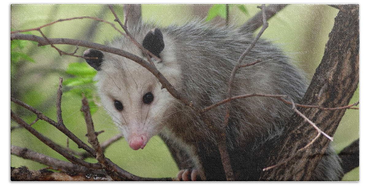 Virginia Opossum Hand Towel featuring the photograph Virginia Opossum by Natural Focal Point Photography