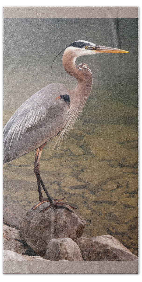 Blue Heron Hand Towel featuring the photograph Waiting by Terri Harper