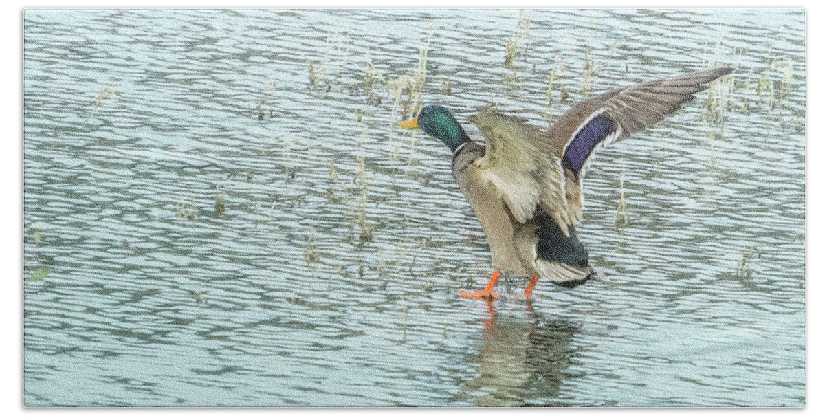 Mallard Hand Towel featuring the photograph Walking on Water by Belinda Greb