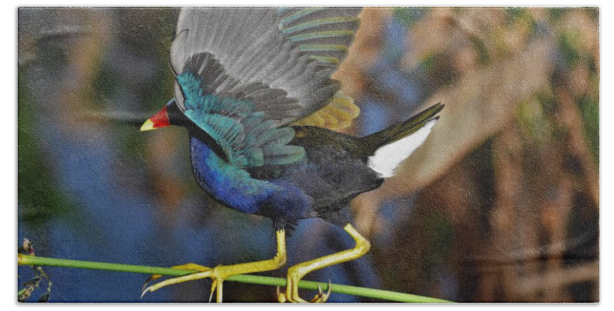 Purple Gallinule Hand Towel featuring the photograph Walking The Line by Julie Adair