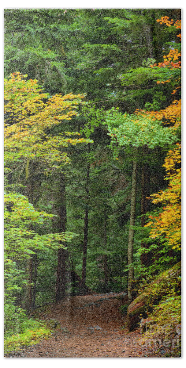  Bath Towel featuring the photograph Wandering Through The Trees by Adam Jewell