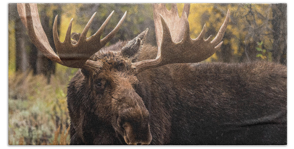 Bull Moose Hand Towel featuring the photograph Washakie In The Autumn Beauty by Yeates Photography
