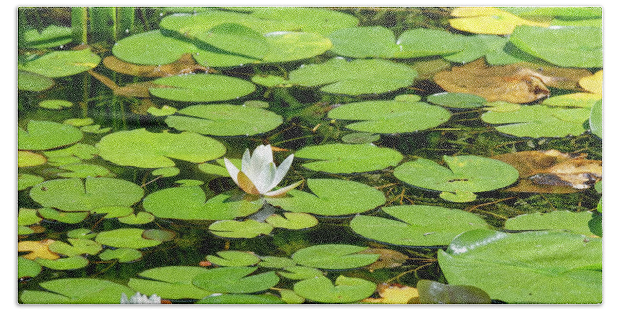 Water Lilies Bath Towel featuring the photograph Water lillies by Peter Ponzio
