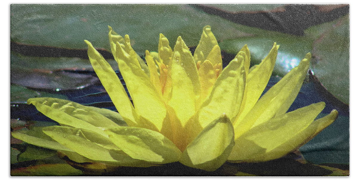 Waterlily Bath Towel featuring the photograph Water Lily by Alison Frank