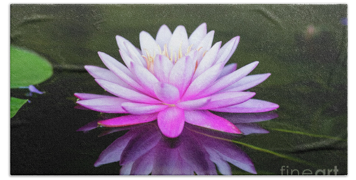 Tropical Hand Towel featuring the photograph Water Lily by Ed Taylor