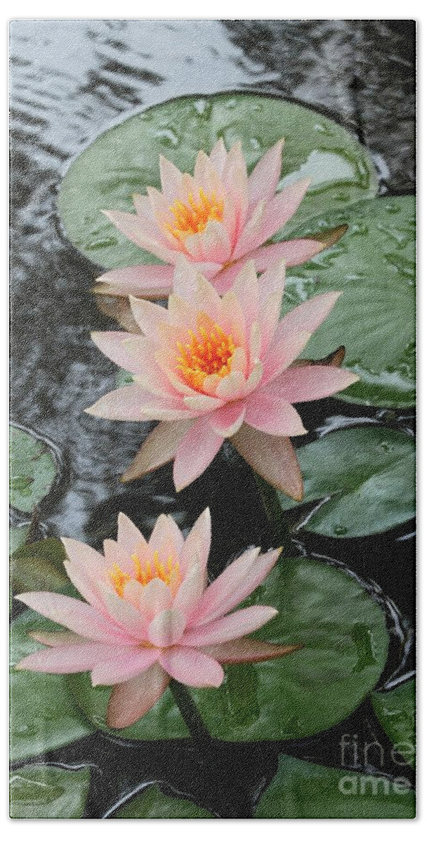 Water Lily Bath Towel featuring the photograph Water Lily Trio by Sabrina L Ryan