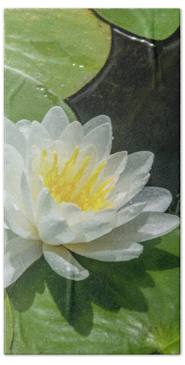  Bath Towel featuring the photograph Water Lily White Yellow 1 by Pamela Williams