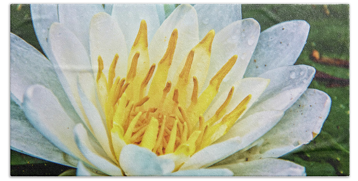 Nymphaea Alba Bath Towel featuring the photograph Water Lily White Yellow 4 by Pamela Williams