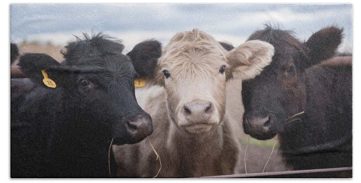 Cows Bath Towel featuring the photograph We Three Cows by Holden The Moment