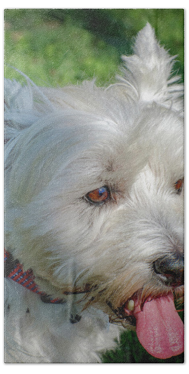 2d Bath Towel featuring the photograph West Highland White Terrier by Brian Wallace