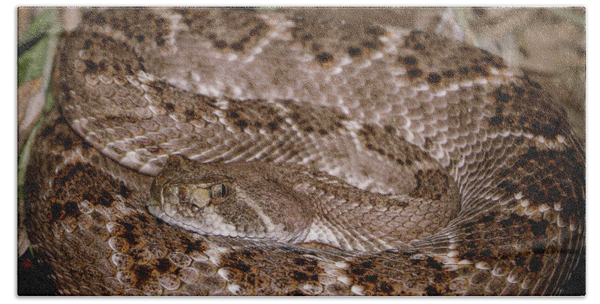 Snakes Bath Towel featuring the photograph Western Diamondback Rattlesnake by Elaine Malott