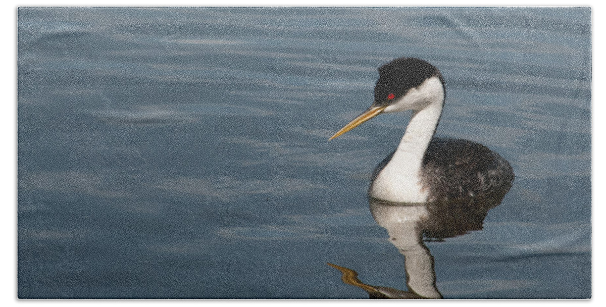 Western Grebe Bath Towel featuring the photograph Western Grebe in Calm Waters by Cascade Colors