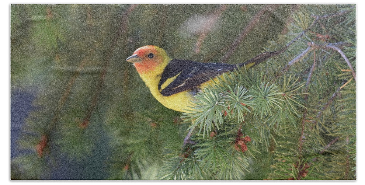  Bath Towel featuring the photograph Western Tanager by Ben Foster