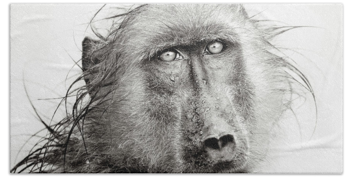Baboon Hand Towel featuring the photograph Wet Baboon portrait by Johan Swanepoel