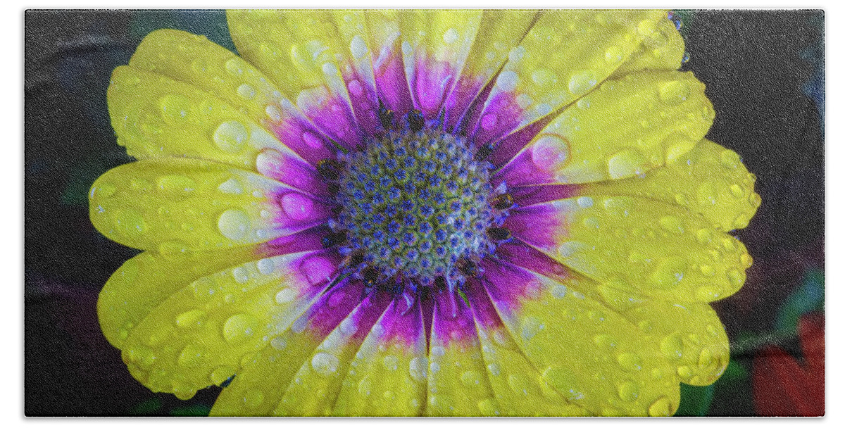 Daisy Bath Towel featuring the photograph Wet Wet Wet by Keith Hawley