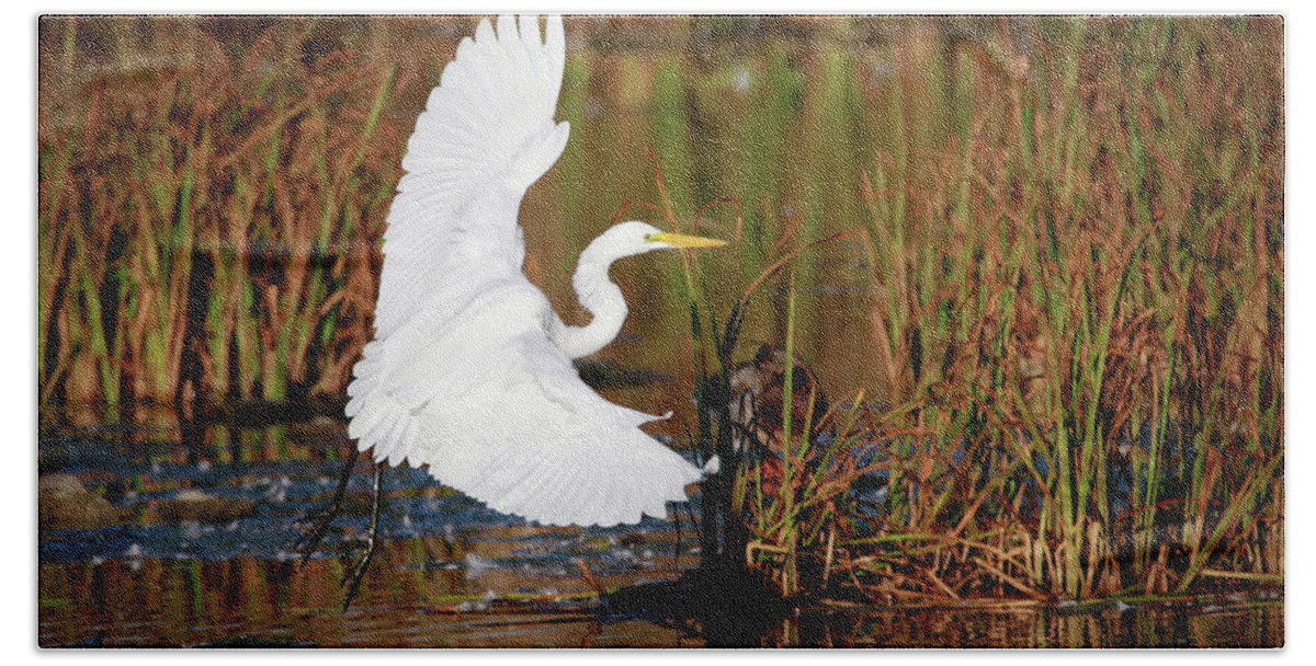 Egret Bath Towel featuring the photograph Wetland Landing by Ray Congrove