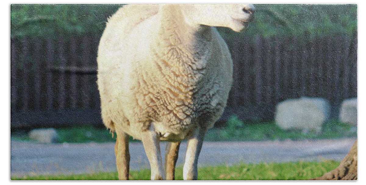 Sheep Bath Towel featuring the photograph What Ewe Looking At ? by Terri Waters