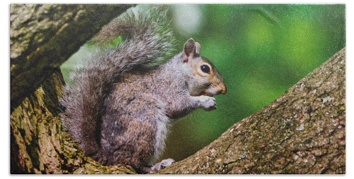 Animal Hand Towel featuring the photograph Whata Nut by Paul Ross