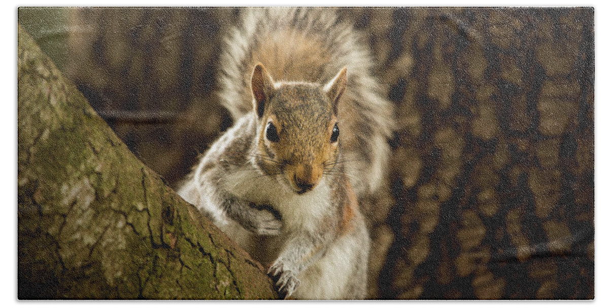 Animal Bath Towel featuring the photograph What's Up? by Bob Cournoyer