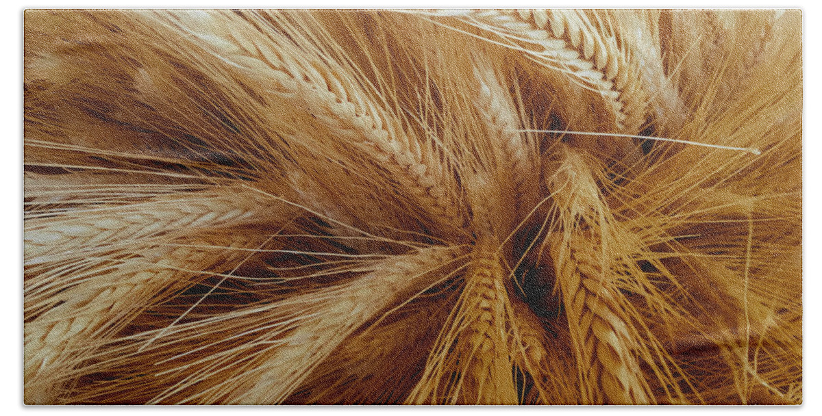 Wheat Hand Towel featuring the photograph Wheat in the Sunset by Nathan Little