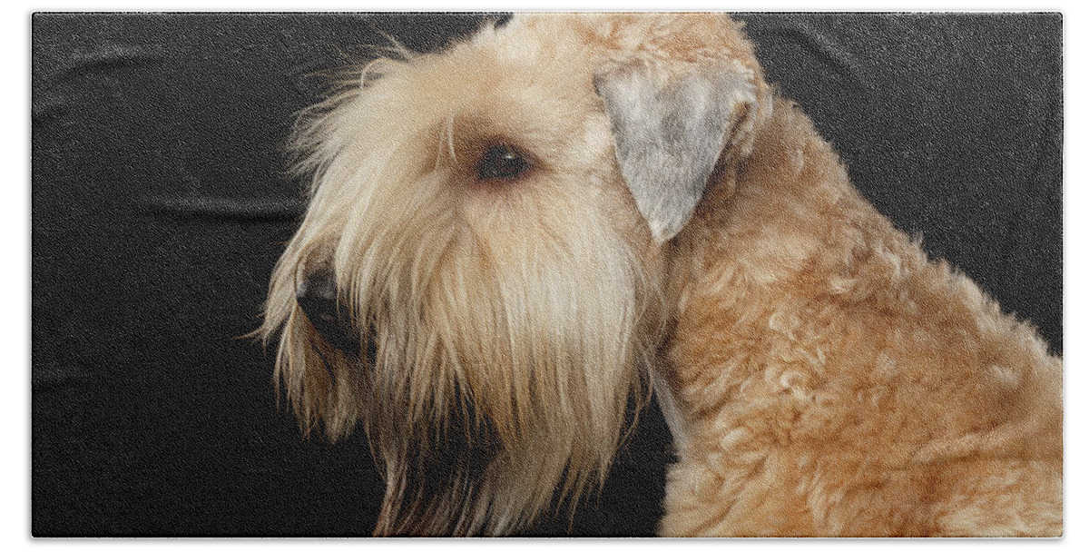 Wheaten Hand Towel featuring the photograph Wheaten terrier by Sergey Taran