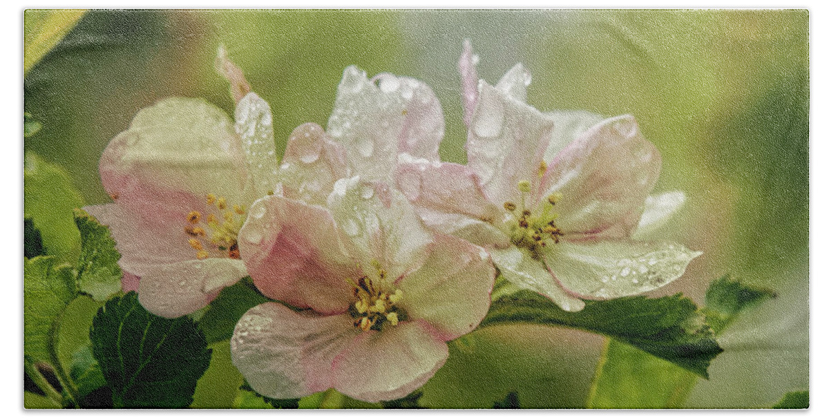 Appleblossoms Bath Towel featuring the photograph When The Light Breaks Through by Sue Capuano