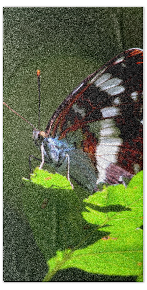 White Admiral Butterfly Hand Towel featuring the photograph White Admiral Butterfly by Ian Sanders