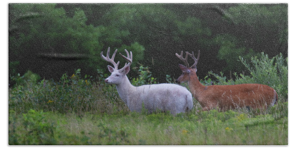 Deer Bath Towel featuring the photograph White and Brown Bucks by Brook Burling