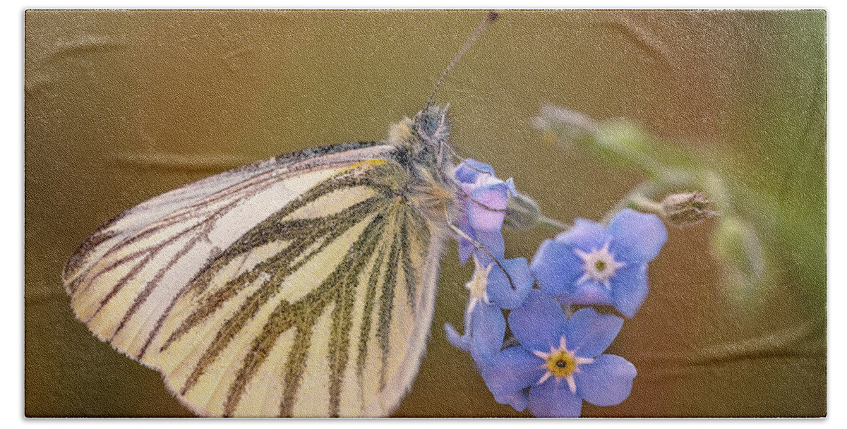 Butterfly Bath Towel featuring the photograph White and creamy butterfly on forget me not flower by Jaroslaw Blaminsky