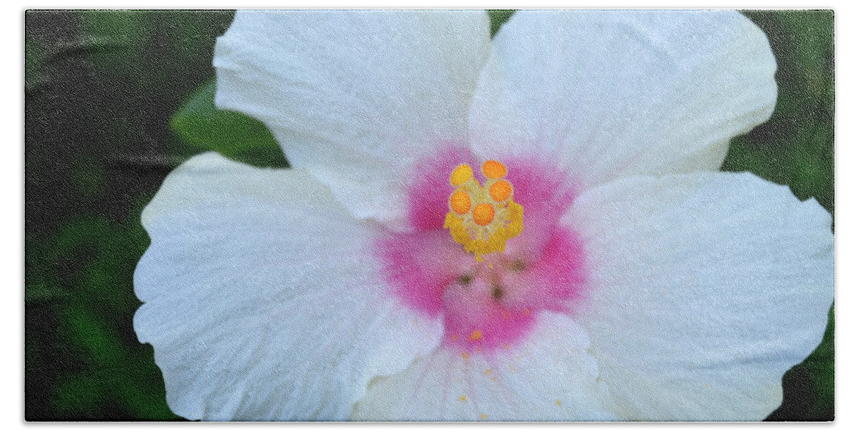 Flower Bath Towel featuring the photograph White and Pink Hibiscus by Amy Fose