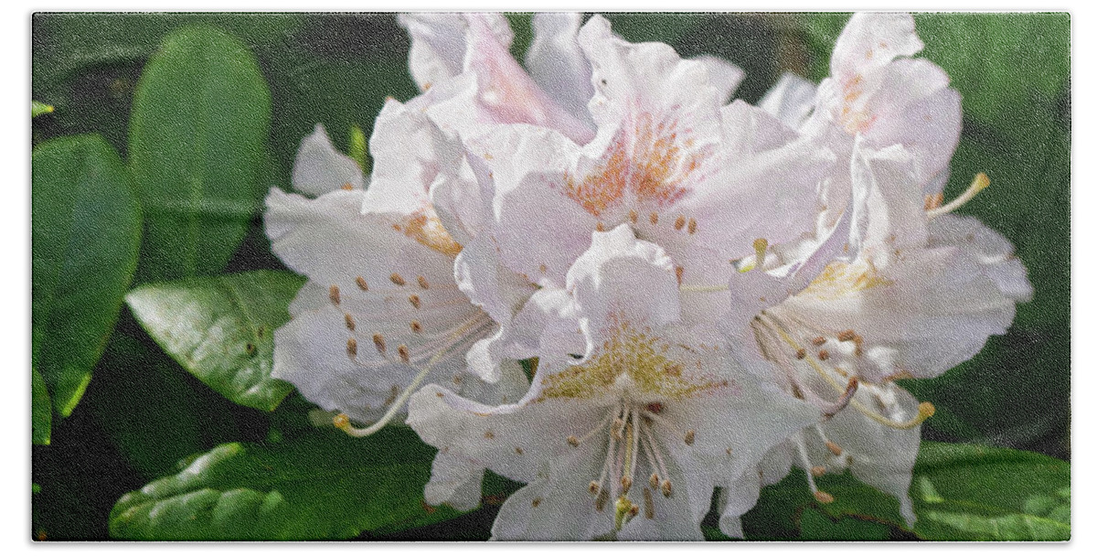 Rhododendron Bath Towel featuring the photograph White and pink rhododendron by Brenda Kean